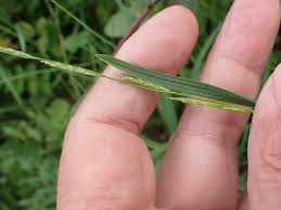 Attēlu rezultāti vaicājumam “Glyceria fluitans leaf”