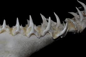 Image result for Odontaspis ferox