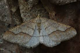 Attēlu rezultāti vaicājumam “Agriopis marginaria”