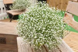 Attēlu rezultāti vaicājumam “Gypsophila fastigiata”