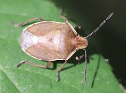 Attēlu rezultāti vaicājumam “Chlorochroa pinicola”