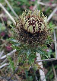 Attēlu rezultāti vaicājumam “Carlina vulgaris”