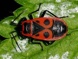 Attēlu rezultāti vaicājumam “Pyrrhocoris apterus imago”