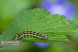 Attēlu rezultāti vaicājumam “Orthosia sp. larva”