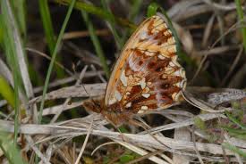 Attēlu rezultāti vaicājumam “Boloria dia upperside”