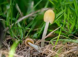 Attēlu rezultāti vaicājumam “Bolbitius vitellinus”