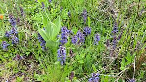 Attēlu rezultāti vaicājumam “Ajuga reptans bud”