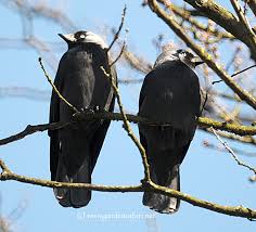 Attēlu rezultāti vaicājumam “Corvus monedula”