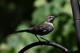 Image result for Mimus polyglottos