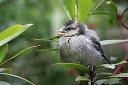 Image result for Cyanistes caeruleus