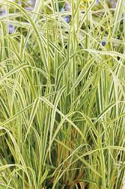 Attēlu rezultāti vaicājumam “Calamagrostis canescens leaf”