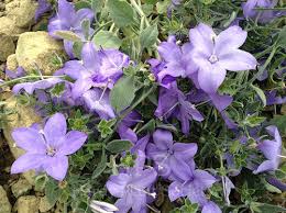 Image result for Campanula isophylla