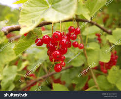 Attēlu rezultāti vaicājumam “Ribes spicatum”