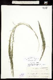 Attēlu rezultāti vaicājumam “Stuckenia filiformis flower”