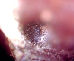 Attēlu rezultāti vaicājumam “Licea chelonoides macro”