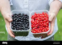 Attēlu rezultāti vaicājumam “Ribes nigrum fruit”