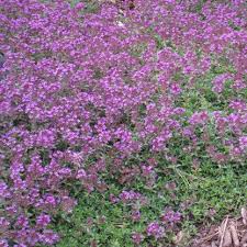 Attēlu rezultāti vaicājumam “Thymus serpyllum flower”