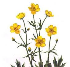 Attēlu rezultāti vaicājumam “Ranunculus acris fruit”