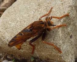 Attēlu rezultāti vaicājumam “Asilus crabroniformis”