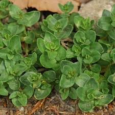 Attēlu rezultāti vaicājumam “Anagallis arvensis leaf”