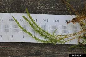 Attēlu rezultāti vaicājumam “Calliergon cordifolium”