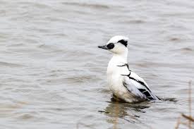 Attēlu rezultāti vaicājumam “Mergus albellus”