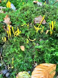 Attēlu rezultāti vaicājumam “Clavulinopsis helvola”
