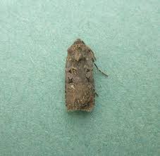 Attēlu rezultāti vaicājumam “Euxoa nigricans”