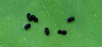 Image result for insect poop