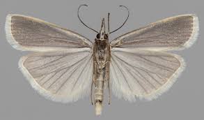 Attēlu rezultāti vaicājumam “Crambus hamella”