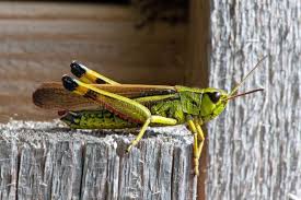 Attēlu rezultāti vaicājumam “Stethophyma grossum”