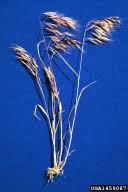 Attēlu rezultāti vaicājumam “Anisantha tectorum fruit”