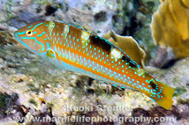 Image result for Halichoeres radiatus