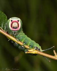 Attēlu rezultāti vaicājumam “Licea pusilla macro”