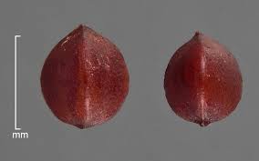Attēlu rezultāti vaicājumam “Rumex acetosa fruit”
