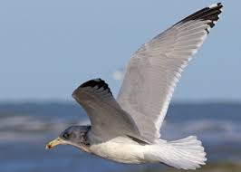 Attēlu rezultāti vaicājumam “Larus argentatus adult”