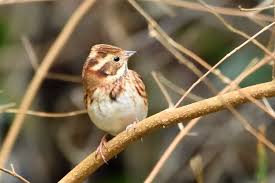 Image result for Emberiza rustica