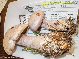 Attēlu rezultāti vaicājumam “Cortinarius traganus”