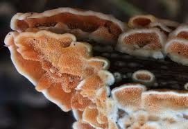 Attēlu rezultāti vaicājumam “Steccherinum ochraceum”