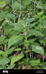 Attēlu rezultāti vaicājumam “Circaea lutetiana leaf”