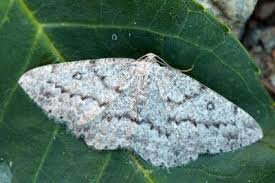 Attēlu rezultāti vaicājumam “Charissa ambiguata”