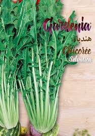 Image result for Chicorée