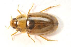 Attēlu rezultāti vaicājumam “Enochrus affinis”