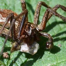 Attēlu rezultāti vaicājumam “Pisaura mirabilis male”