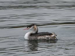 Attēlu rezultāti vaicājumam “Podiceps cristatus adult”