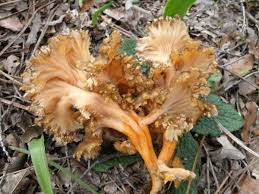 Attēlu rezultāti vaicājumam “Cantharellus lutescens”