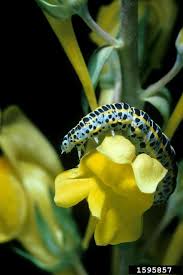 Attēlu rezultāti vaicājumam “Calophasia lunula larva”
