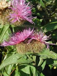 Attēlu rezultāti vaicājumam “Centaurea phrygia bud”