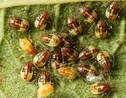 Attēlu rezultāti vaicājumam “Elasmucha grisea”