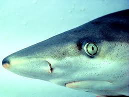 Image result for Carcharhinus acronotus